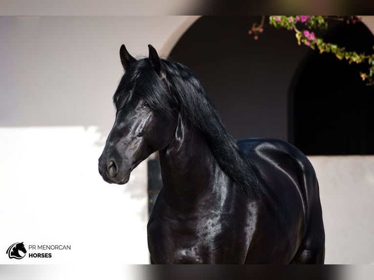 Menorquin Stallion 5 years 15,3 hh Black in Menorca