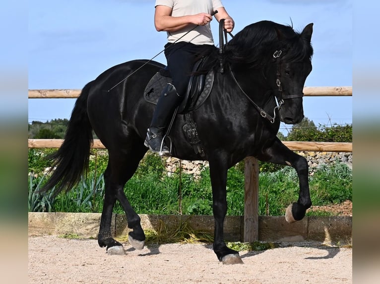 Menorquin Stallion 5 years 15.3 hh  in Menorca