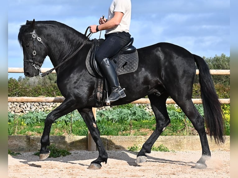 Menorquin Stallion 5 years 15.3 hh  in Menorca