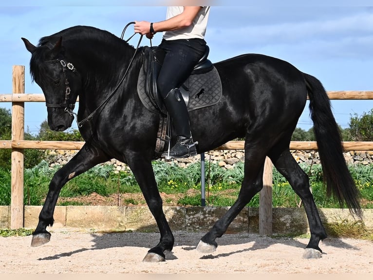 Menorquin Stallion 5 years 15.3 hh  in Menorca