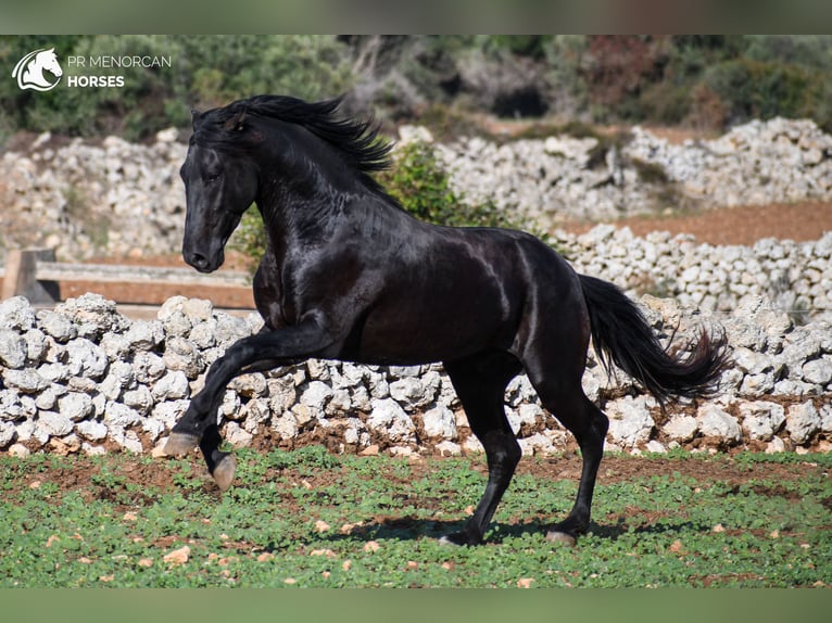 Menorquin Stallion 5 years 15,1 hh Black in Menorca