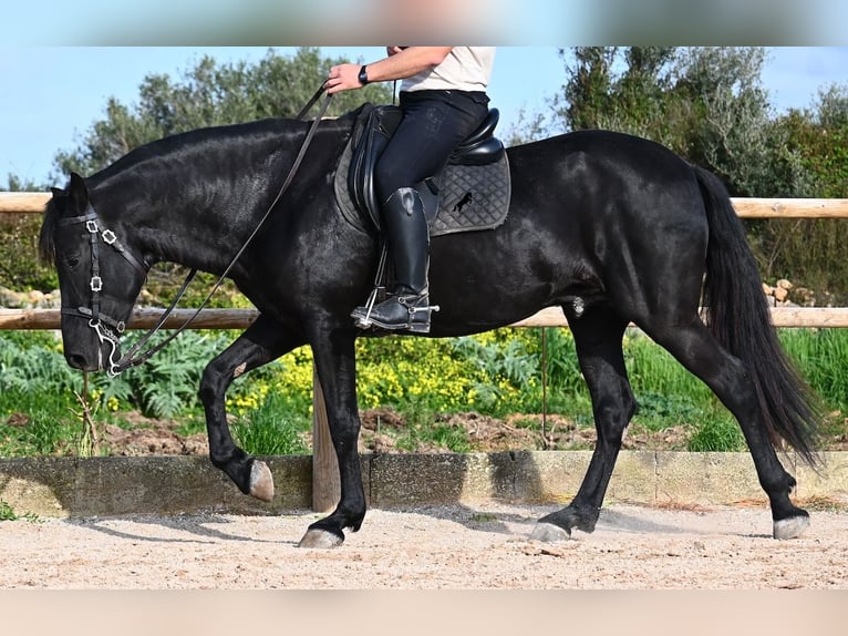 Menorquin Stallion 5 years 15,3 hh  in Menorca