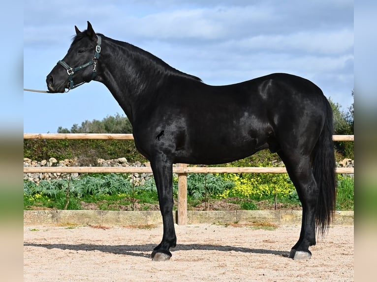 Menorquin Stallion 5 years 15,3 hh  in Menorca