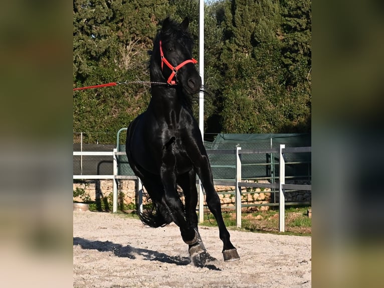 Menorquin Stallion 5 years 16.2 hh Black in Mallorca