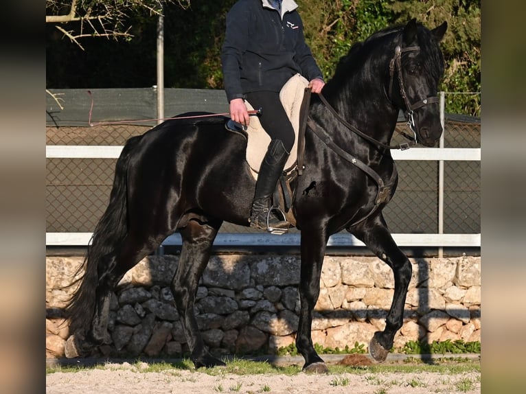 Menorquin Stallion 5 years 16.2 hh Black in Mallorca