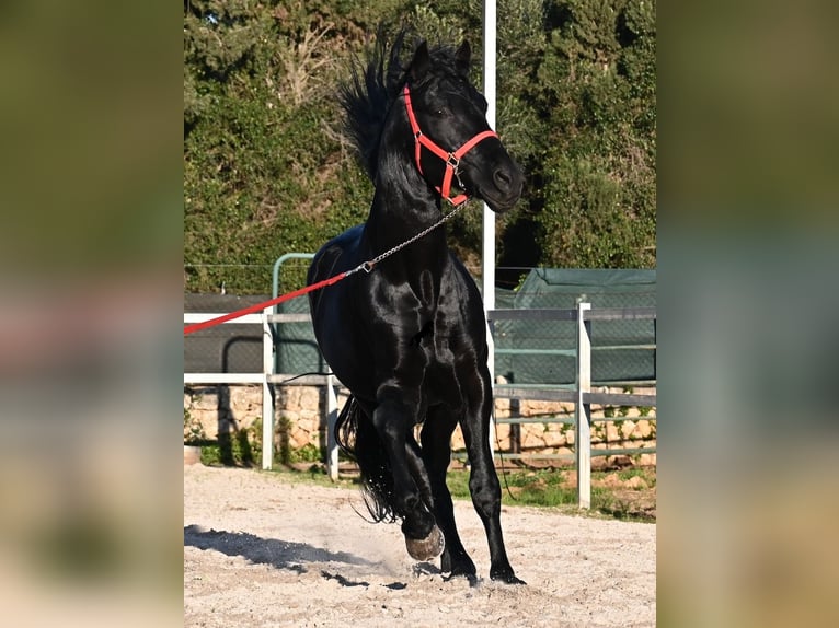 Menorquin Stallion 5 years 16.2 hh Black in Mallorca