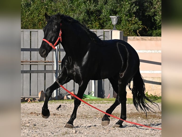Menorquin Stallion 5 years 16.2 hh Black in Mallorca