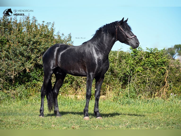 Menorquin Stallion 5 years 16 hh Black in Menorca