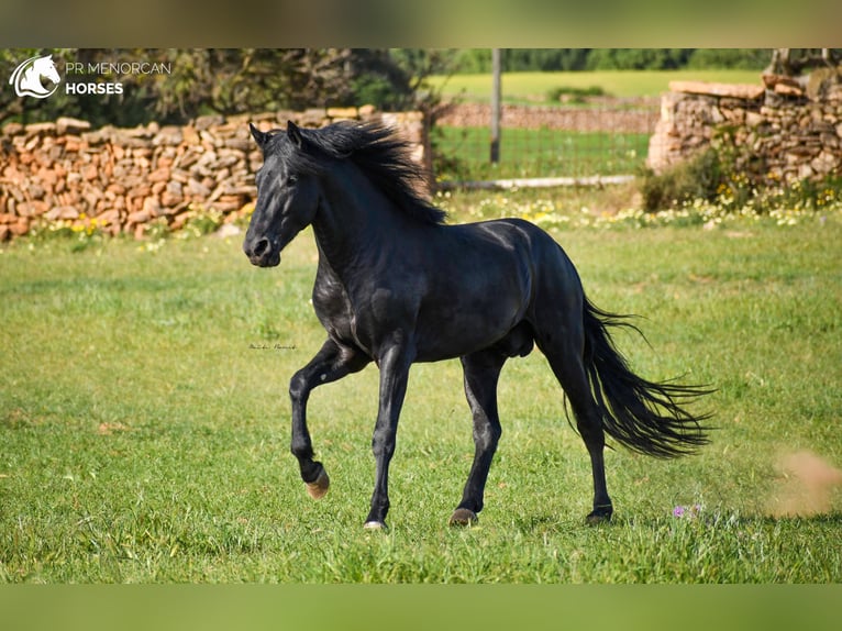 Menorquin Stallion 5 years 16 hh Black in Menorca