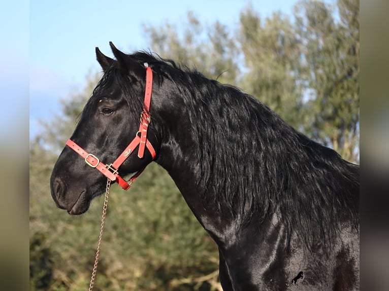 Menorquin Stallion 5 years 16,2 hh Black in Mallorca