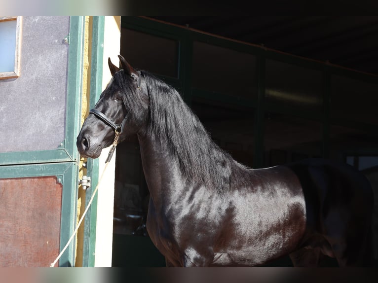 Menorquin Stallion 6 years 15,1 hh Black in Menorca