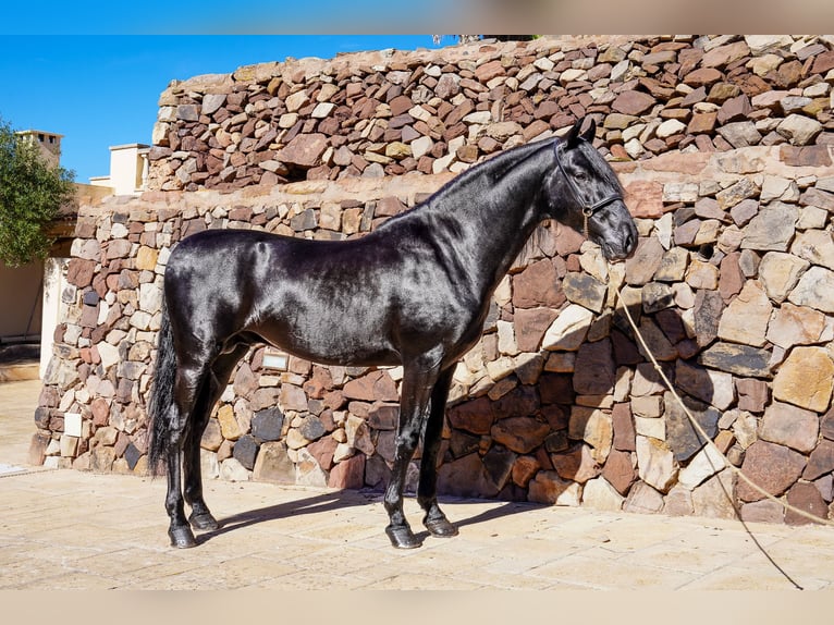 Menorquin Stallion 6 years 15,1 hh Black in Menorca