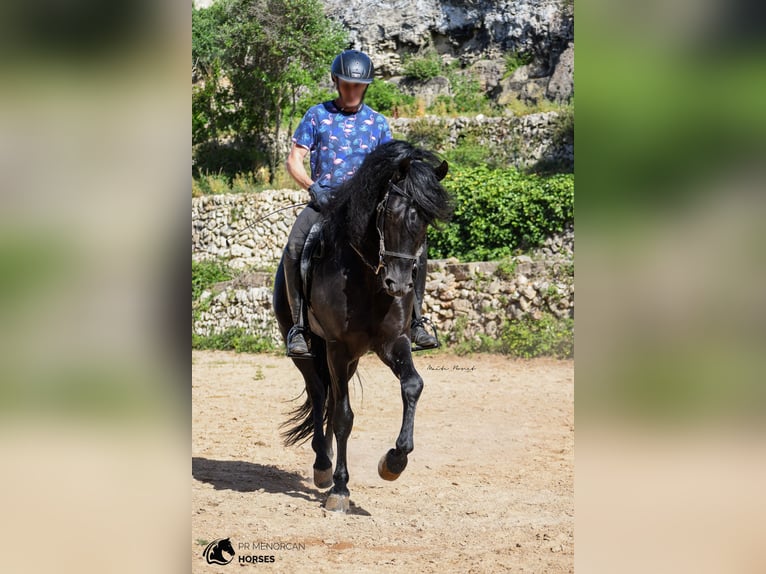 Menorquin Stallion 6 years 15,2 hh Black in Menorca