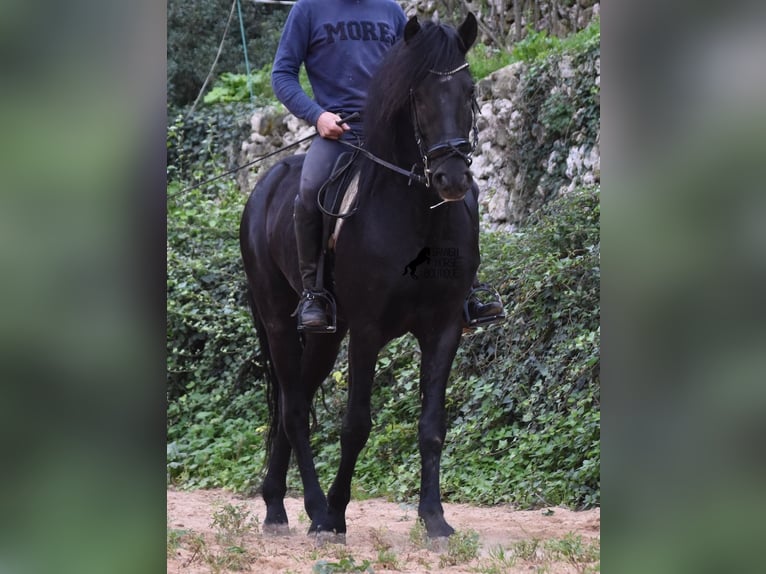 Menorquin Stallion 6 years 15,2 hh Black in Menorca