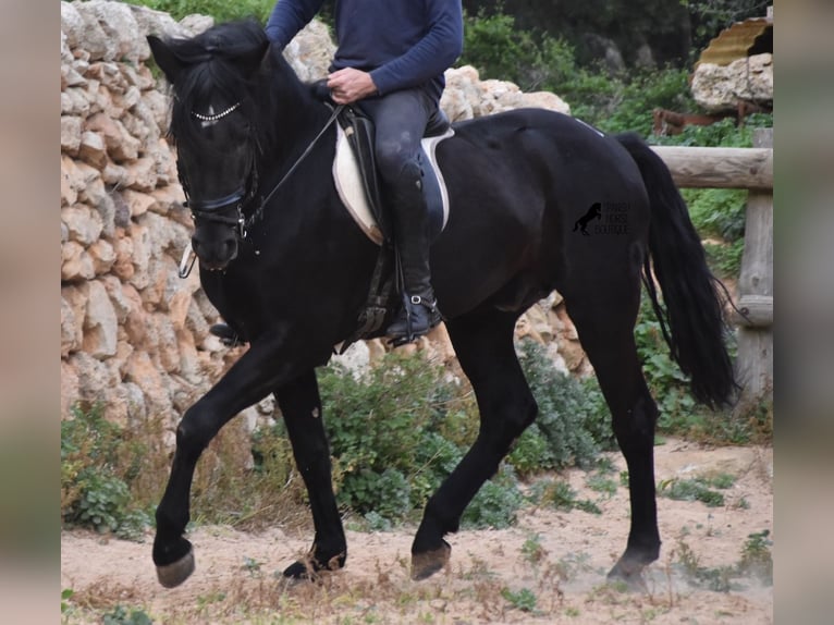 Menorquin Stallion 6 years 15,2 hh Black in Menorca