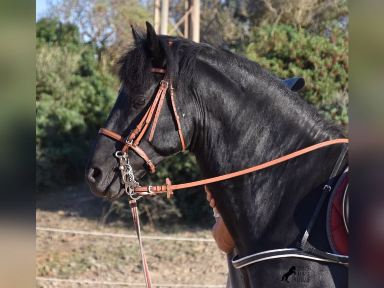 Menorquin Stallion 6 years 15,2 hh Black in Menorca