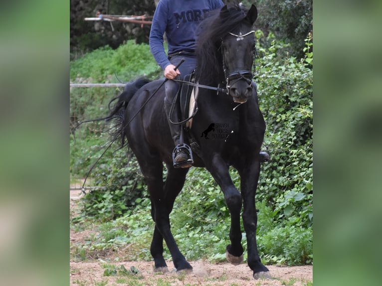 Menorquin Stallion 6 years 15,2 hh Black in Menorca