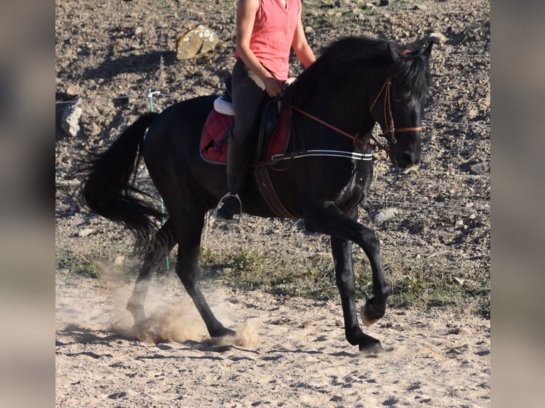 Menorquin Stallion 6 years 15,2 hh Black in Menorca