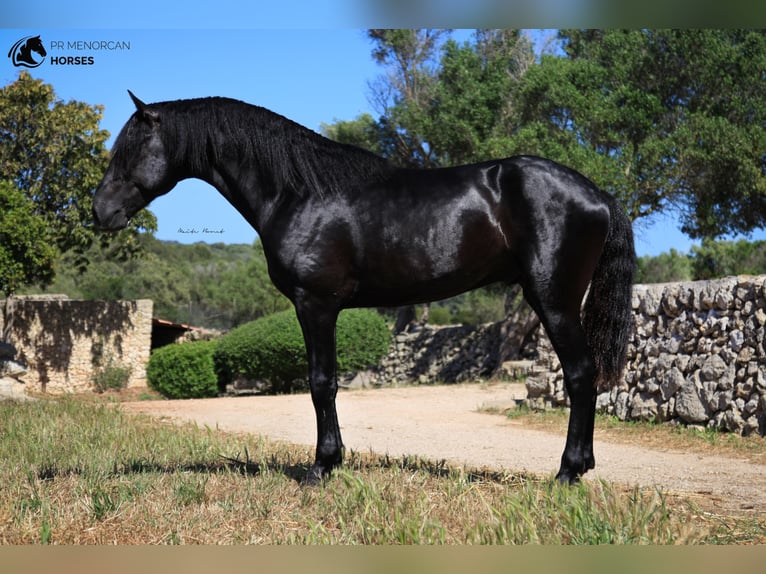 Menorquin Stallion 6 years 15,2 hh Black in Menorca