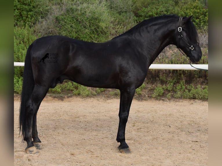 Menorquin Stallion 6 years 16,2 hh Black in Menorca