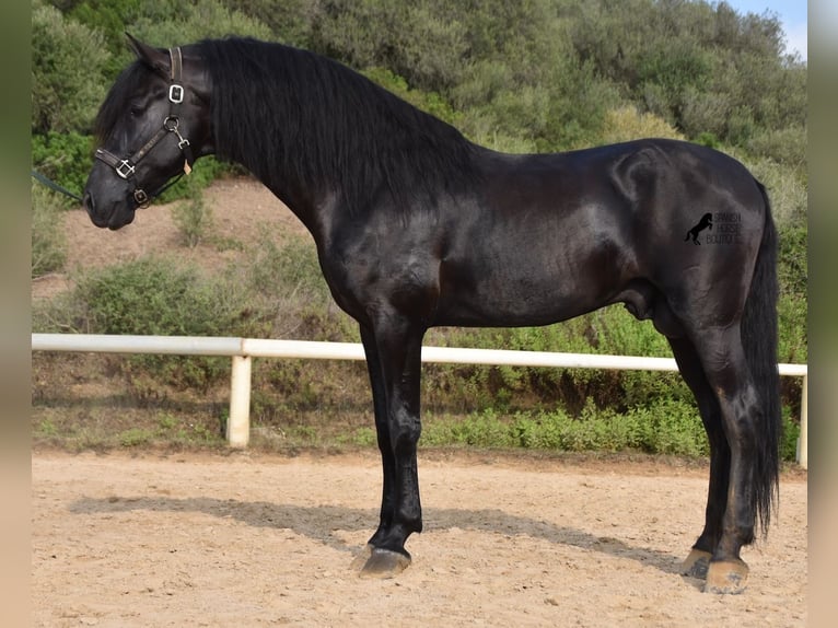 Menorquin Stallion 6 years 16,2 hh Black in Menorca