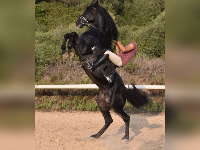 Menorquin Stallion 6 years 16,2 hh Black in Menorca