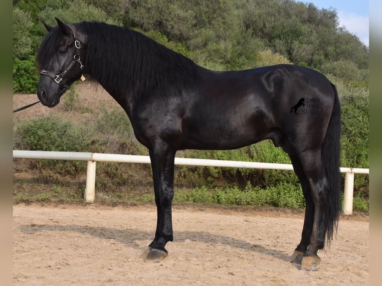 Menorquin Stallion 6 years 16,2 hh Black in Menorca