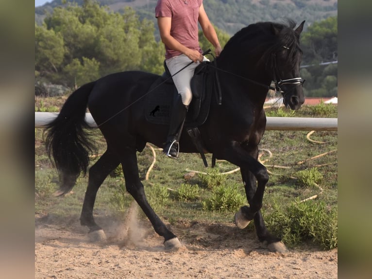 Menorquin Stallion 6 years 16,2 hh Black in Menorca