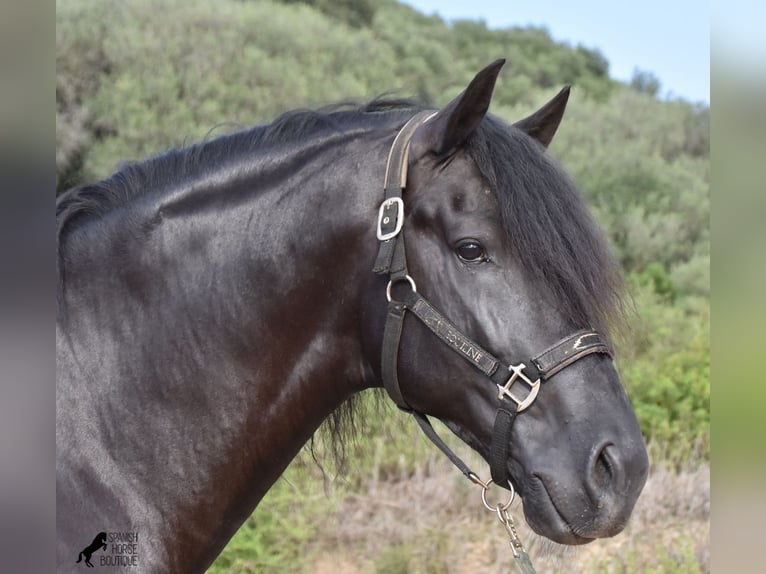 Menorquin Stallion 6 years 16,2 hh Black in Menorca