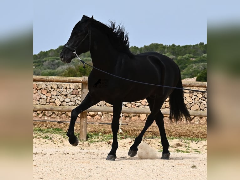 Menorquin Stallion 6 years 16 hh Black in Menorca