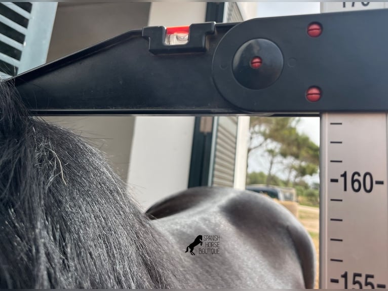 Menorquin Stallion 6 years 16 hh Black in Menorca