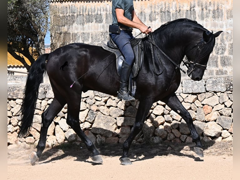 Menorquin Stallion 6 years 16 hh Black in Menorca