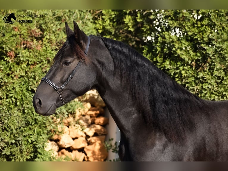 Menorquin Stallion 7 years 15.2 hh Black in Ciutadella De Menorca