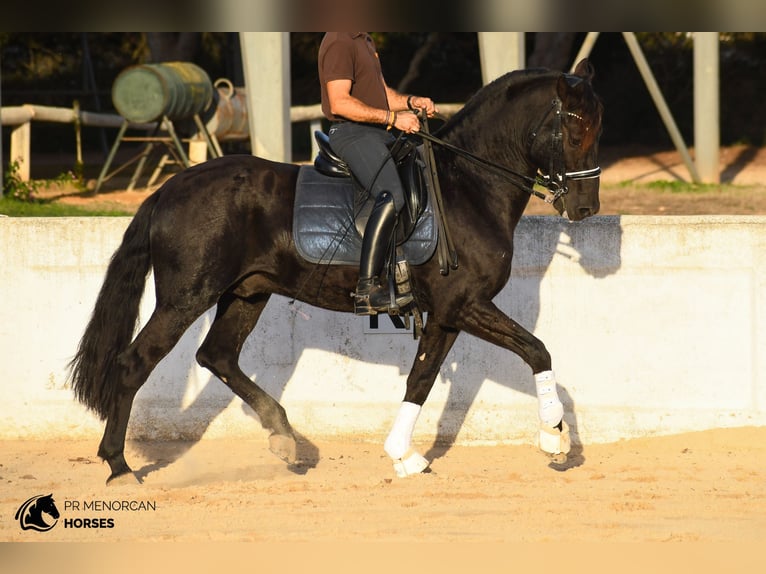 Menorquin Stallion 7 years 15.2 hh Black in Ciutadella De Menorca