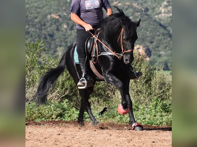 Menorquin Stallion 7 years 15,2 hh Black in Menorca