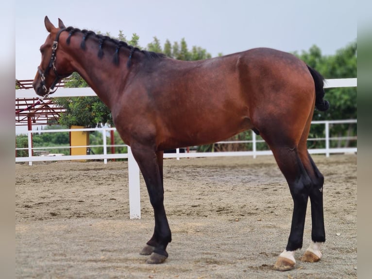 Menorquin Stallion 7 years 16,1 hh Brown in Tarragona