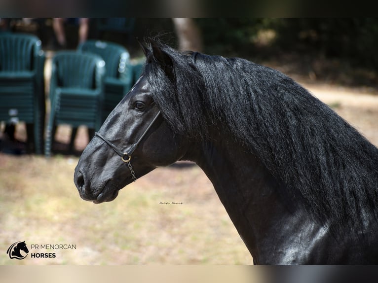 Menorquin Stallion 8 years 15.2 hh Black in Menorca