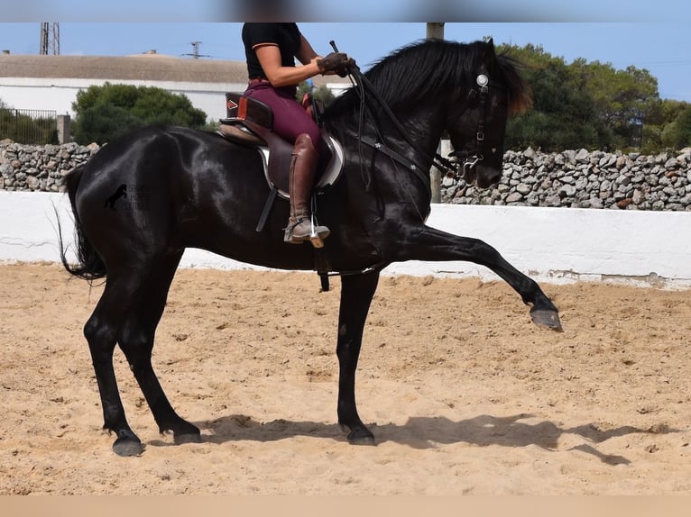 Menorquin Stallion 8 years 15,3 hh Black in Menorca