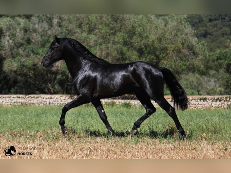 Menorquin Stallion 8 years 15,2 hh Black in Menorca