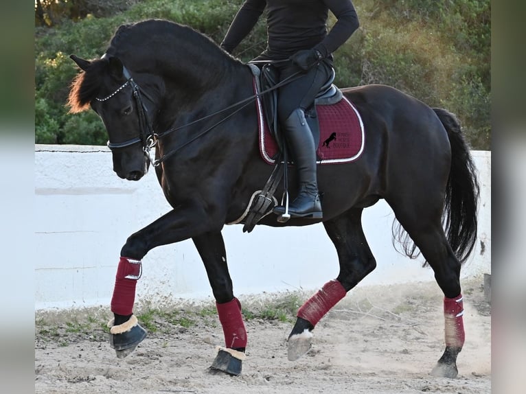 Menorquin Stallion 9 years 17 hh Black in Menorca