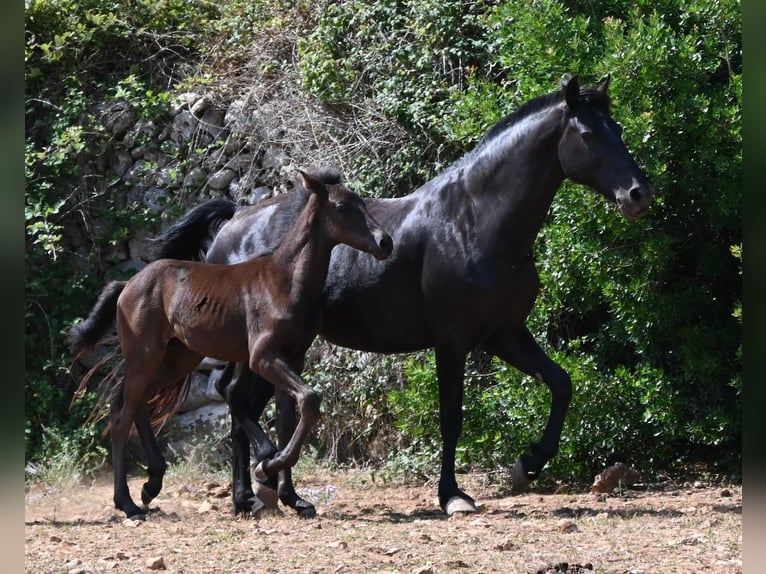 Menorquin Stallion Foal (04/2026) 15.2 hh  in Menorca