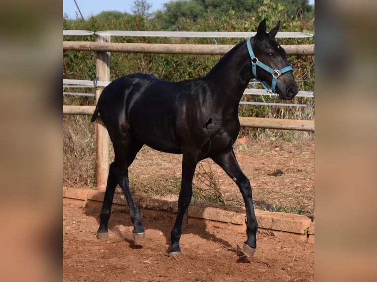 Menorquin Stallion Foal (03/2024) 15,3 hh Black in Menorca