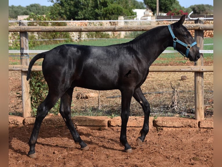 Menorquin Stallion Foal (03/2024) 15,3 hh Black in Menorca