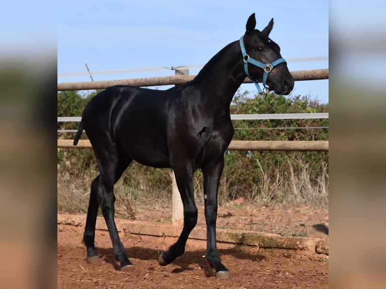 Menorquin Stallion Foal (03/2024) 15,3 hh Black in Menorca