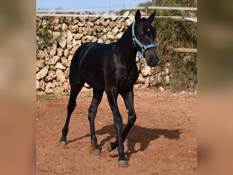 Menorquin Stallion Foal (03/2024) 15,3 hh Black in Menorca