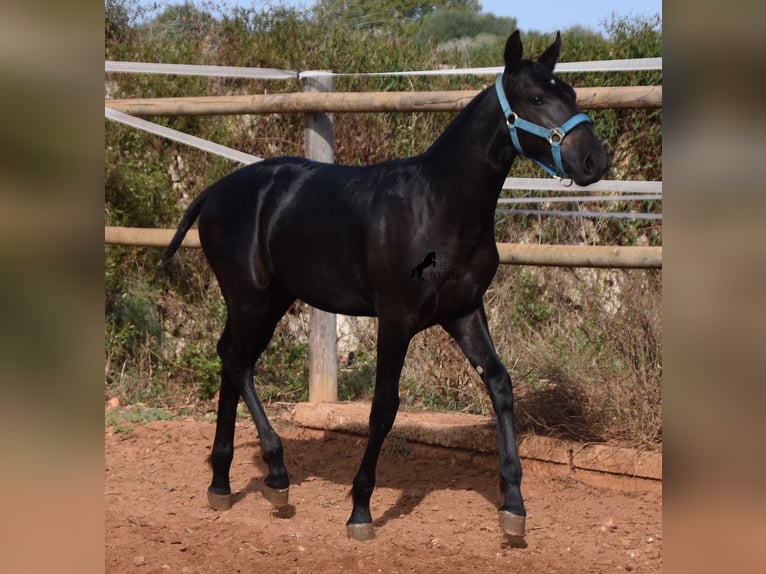 Menorquin Stallion Foal (03/2024) 15,3 hh Black in Menorca