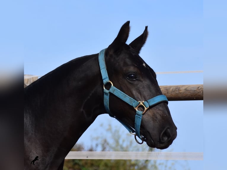 Menorquin Stallion Foal (03/2024) 15,3 hh Black in Menorca