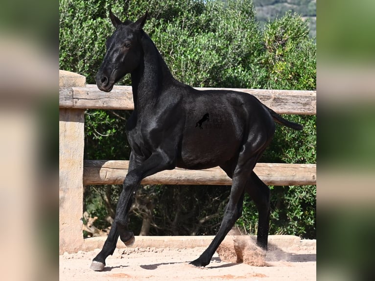 Menorquin Stallion Foal (02/2025) 15,2 hh Black in Menorca