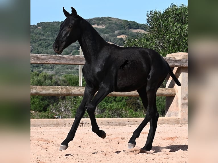 Menorquin Stallion Foal (02/2025) 15,2 hh Black in Menorca