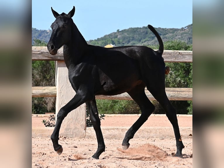 Menorquin Stallion Foal (02/2025) 15,2 hh Black in Menorca